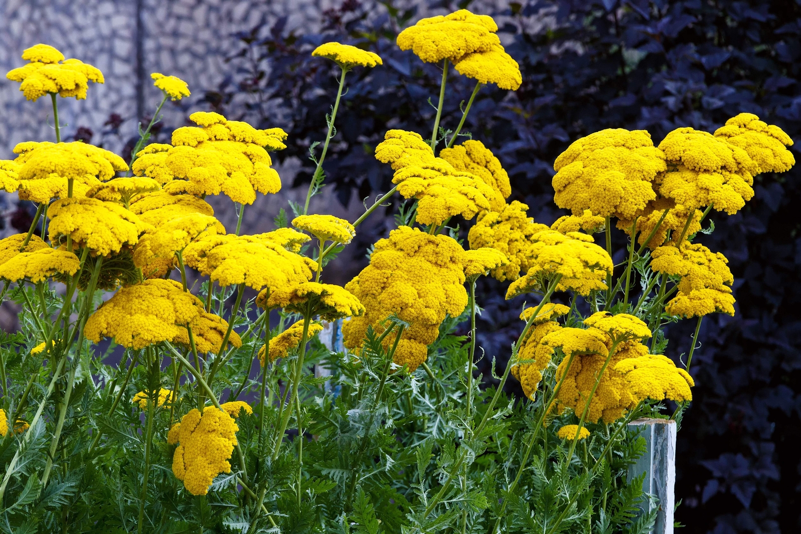250 GOLD Golden Yellow YARROW Achillea Millefolium Flower Seeds