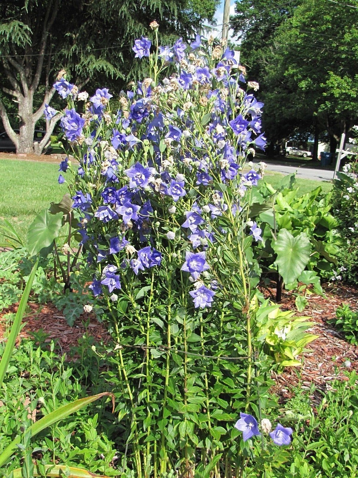 PLATYCODEN BALLOON FLOWER 50 FRESH SEEDS TALL DOUBLE BLUE FLOWERS