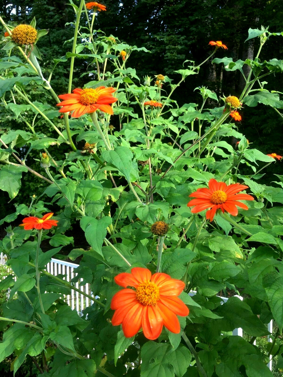 65+ Mexican Torch Orange Sunflower Seeds by my, Brooklyn Botanical Garden’sClub!