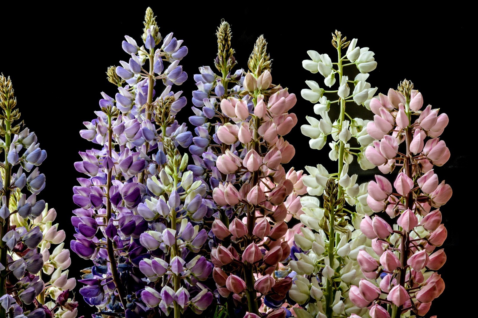 Meadow Lupine Seeds – California Native – Lupinus polyphyllus – Help Pollinators