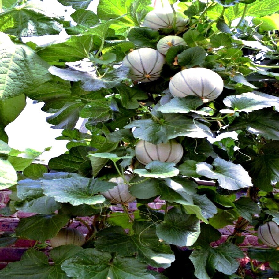 20 Charentais Melon Cantaloupe Seeds NON~GMO Organic Garden French Hybrid Plant
