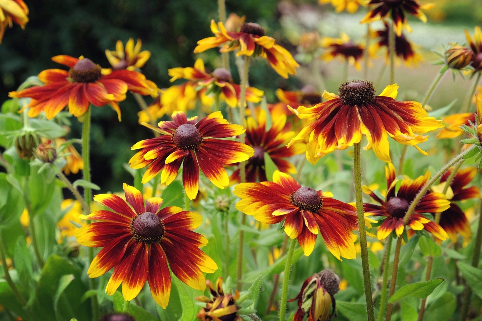4000 GLORIOSA DAISY INDIAN SUMMER Rudbeckia Hirta Flower Seeds *Flat S/H