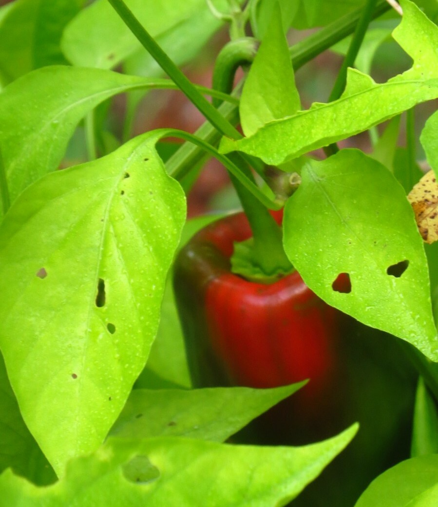 50+ Red, Orange,Yellow & Green Bell Pepper Seeds.US grown seeds.