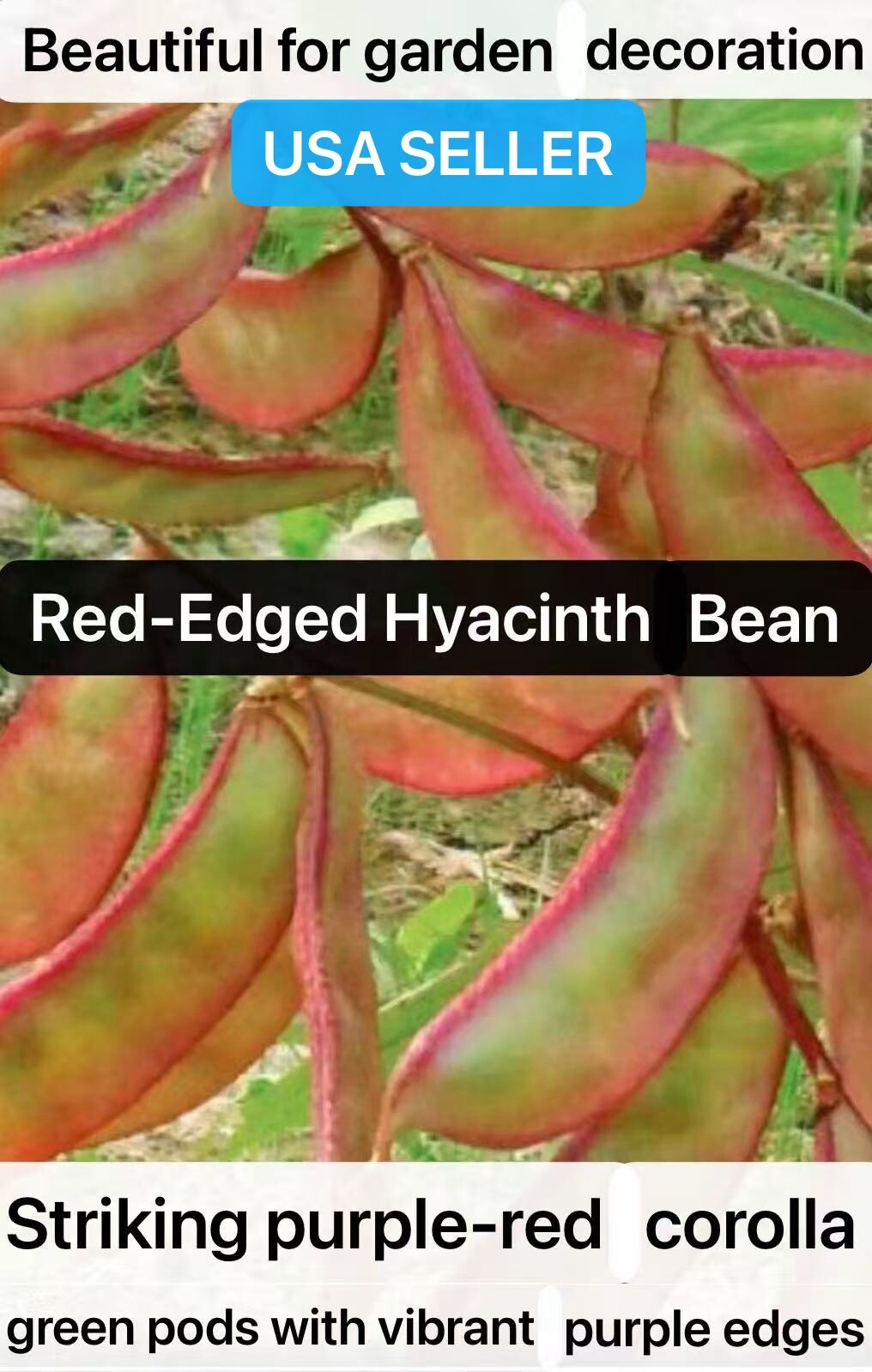 15CT Red-Edged Hyacinth Bean Heirloom Vine Flat Bean Seeds Produced By 2024