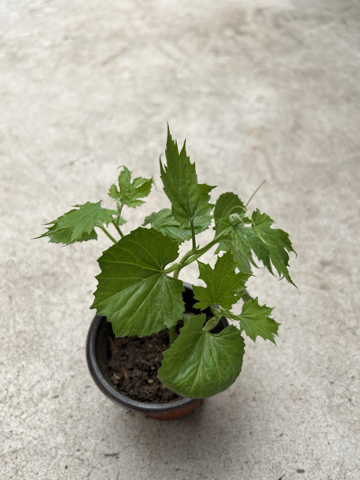BitterMelon Starter Live Plant Bitter Gourd Ready To Plant Free Shipping