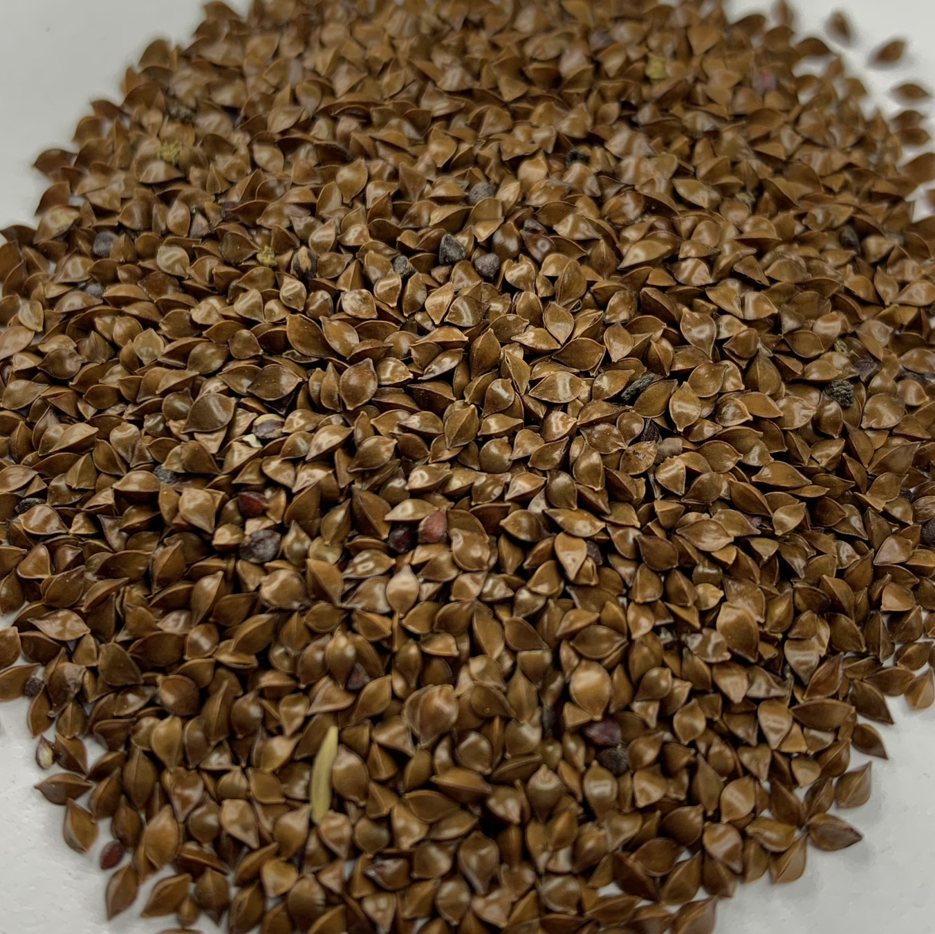 300+ RUMEX CRISPUS Seeds *Free Shipping!* Curly Dock, Yellow Dock, Curled Dock