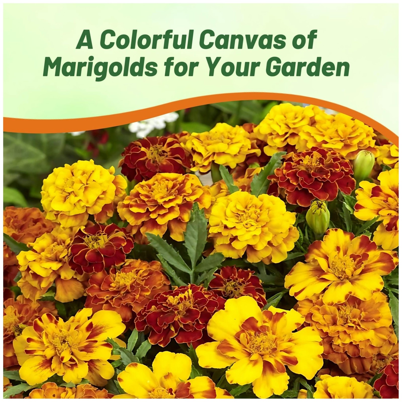 French Marigold Seeds Mix 1000 Pcs Annual, Compact, Heat & Drought Tolerant …