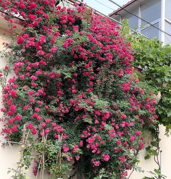 100+ Mixed Climbing Rose Seeds Heirloom Flowers Garden Planting