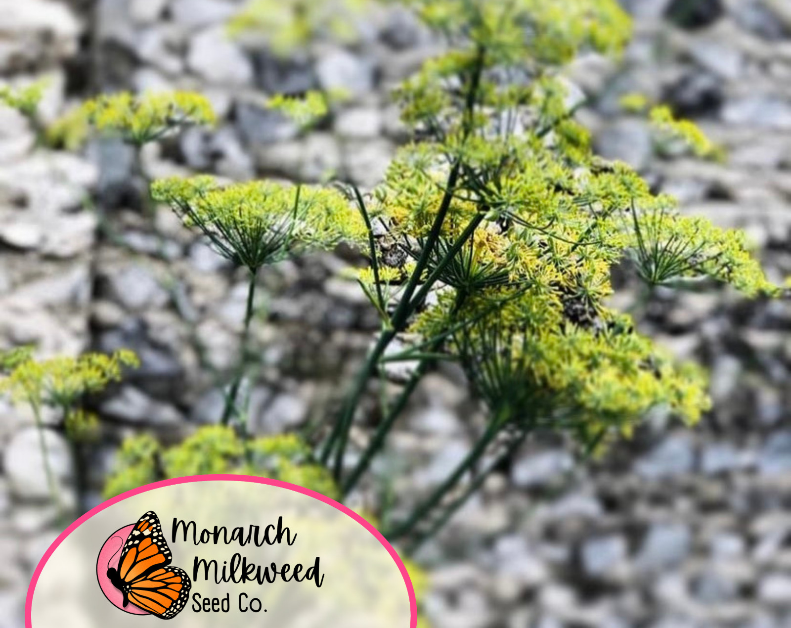 600+ Cumin Seeds | Non-GMO, Culinary Herb Gardening Seed Packet, Free Shipping