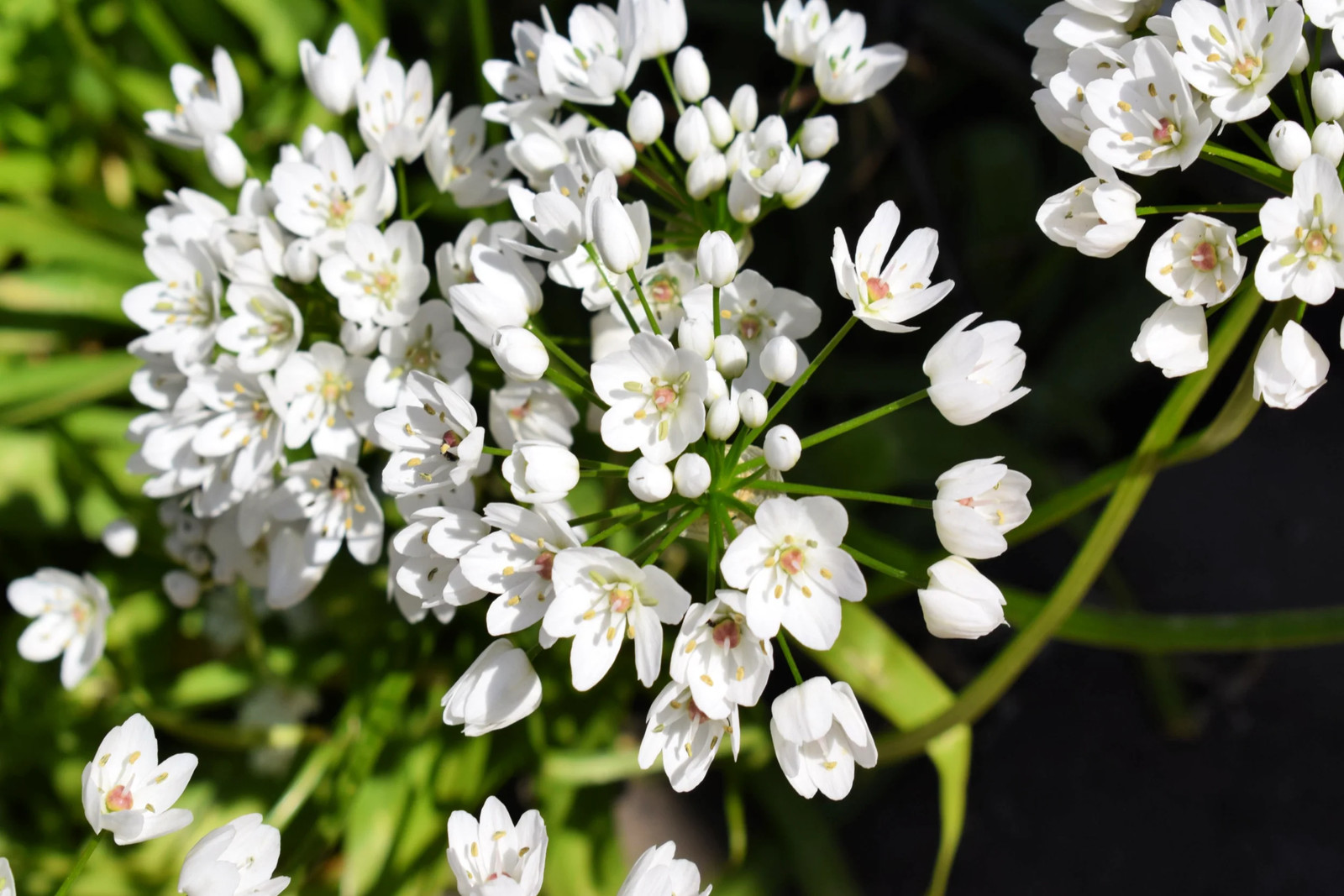 10 WHITE ALLIUM Neapolitanum Flowering or Naples Onion, Neopolitan or Daffodil G