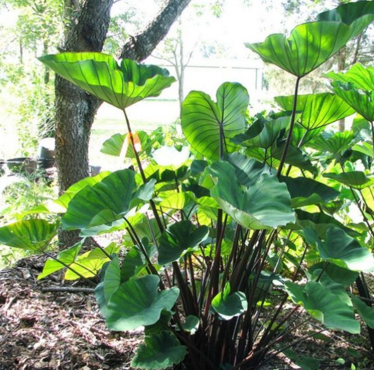 Tea Cup Colocasia Plant – 6-12″ Tall – Tropical Elephant Ear for Containers
