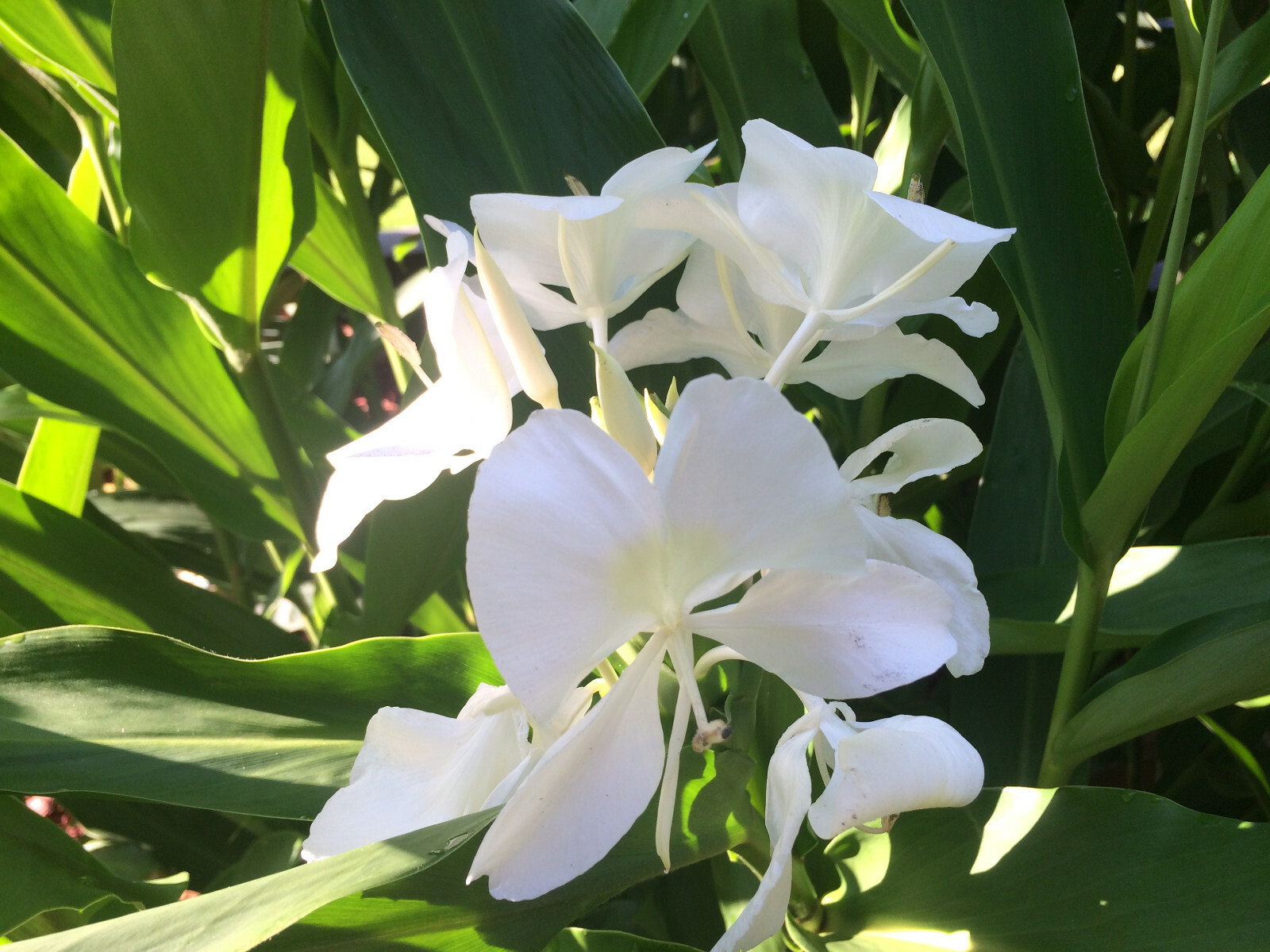 White Ginger (Hedychium coronarium) Fragrant, Beautiful, Hardy, Easy BIG BULBS +