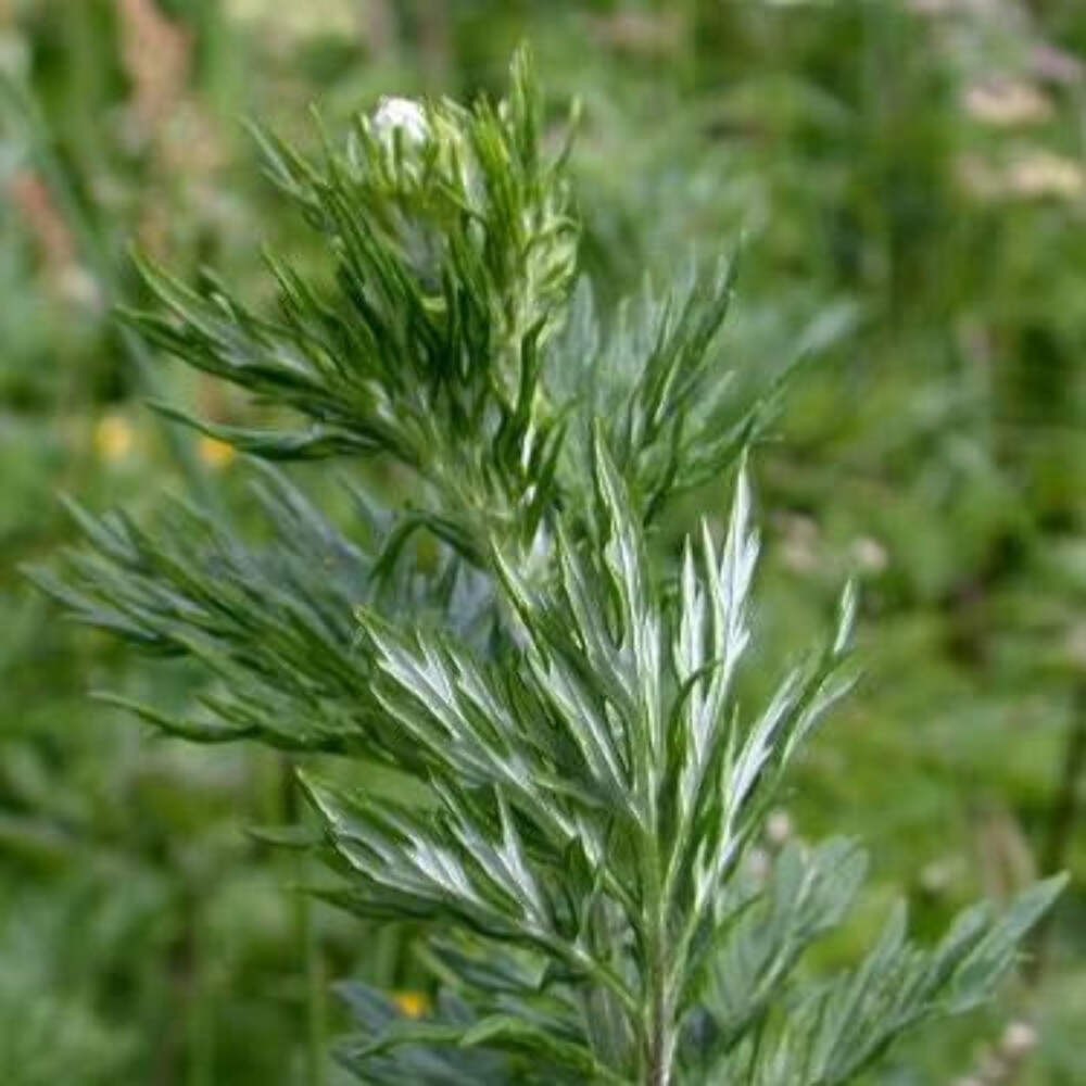 Mugwort Seeds (Artemisia vulgaris) ~Traditional Herb Native Perennial Garden