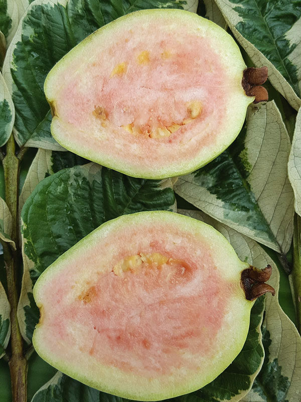 Variegated Thai Pink Guava 20 seeds