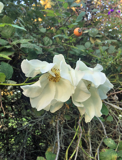 Rosa rugosa var. alba | Rugosa Rose | 25 Seeds