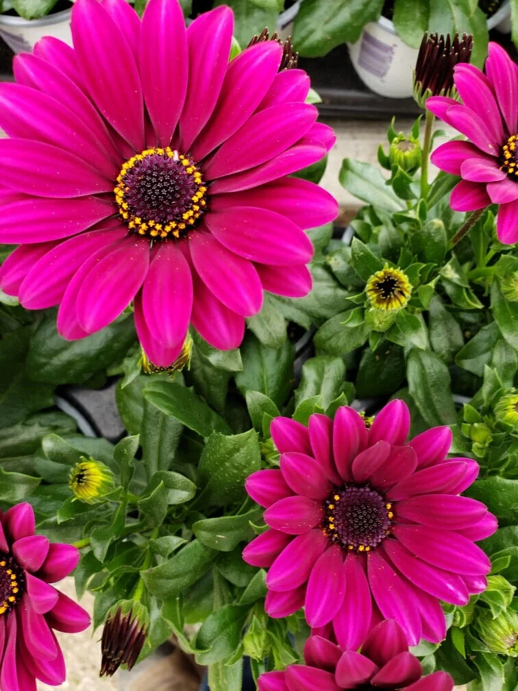 200+ Magenta Cape Daisy Seeds for Garden Planting – USA – FREE SHIPPING!