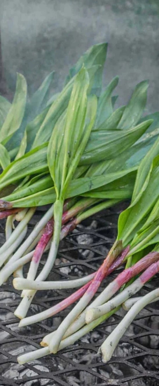 200++ Ramp Seeds aka Wild Leek and Allium Tricoccum. 2025 Wild Harvested.