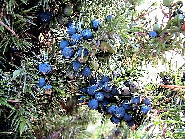 60 Organic Seeds COMMON JUNIPER Juniperus Communis Tree Shrub – 20 Blue Berries