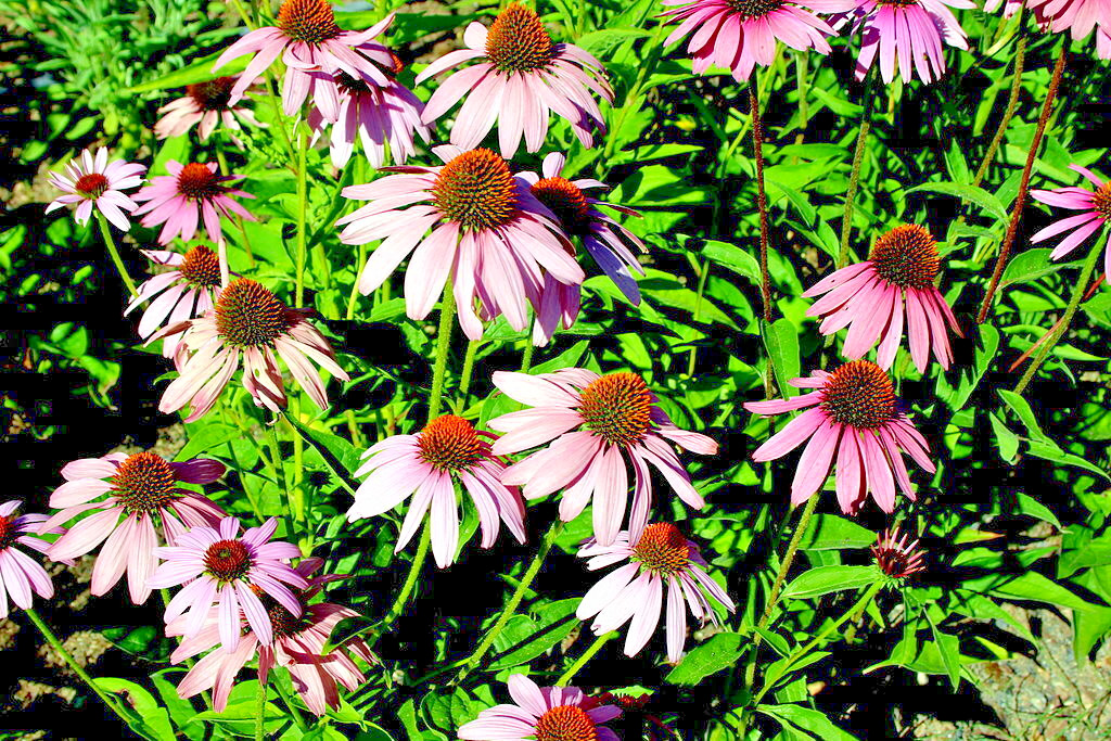 PURPLE ECHINACEA 100 SEEDS, CONEFLOWER, LARGE DAISY-LIKE FLOWERS, USA SELLER