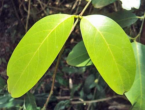 Capparis zeylanica | Ceylon or Indian Caper | 10 Seeds