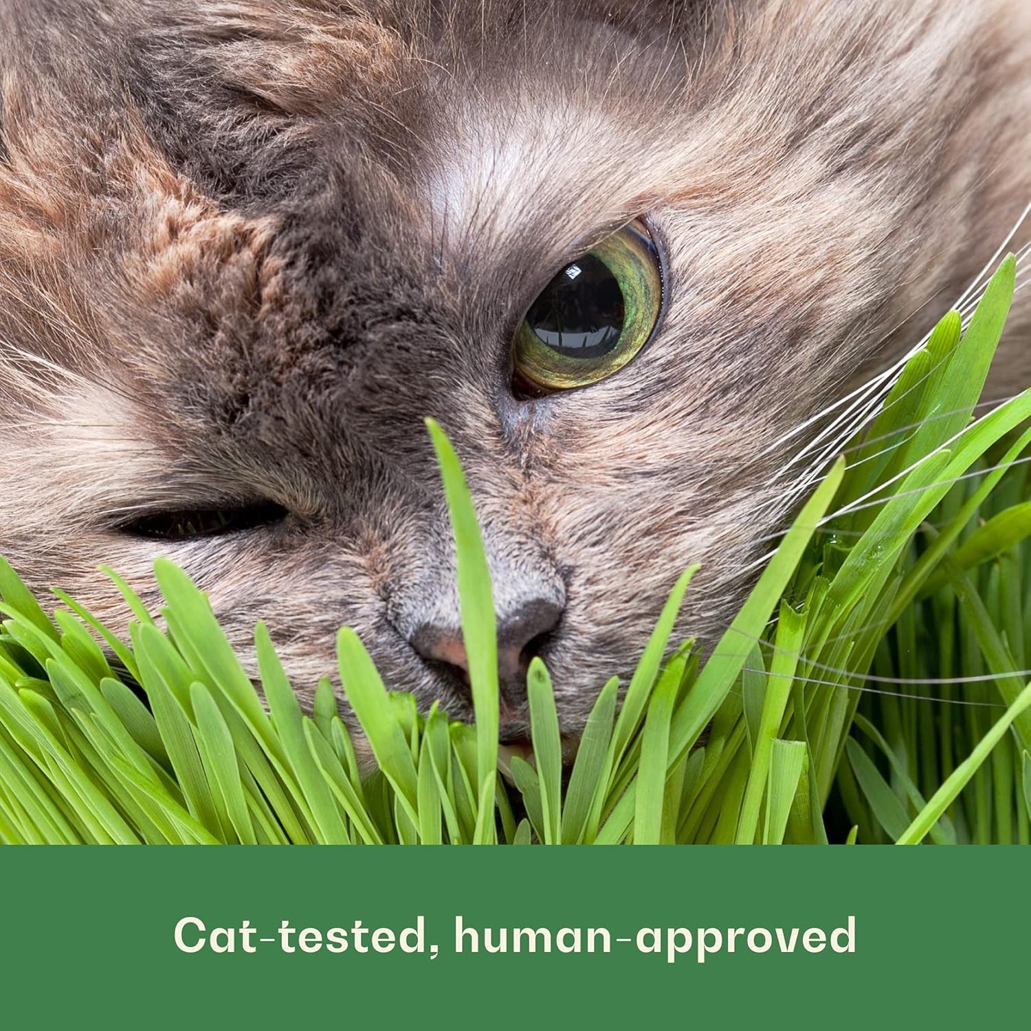 Organic Wheat Grass Seeds for Cats – 16 oz Non-GMO Pet-Friendly Treat