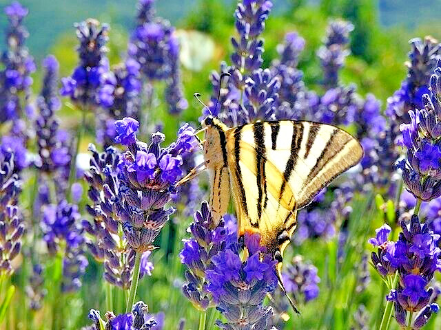 ENGLISH LAVENDER 100 SEEDS, AGUSTUIFOLIA MUNSTEAD, HARDY HERB, EZ TO GROW