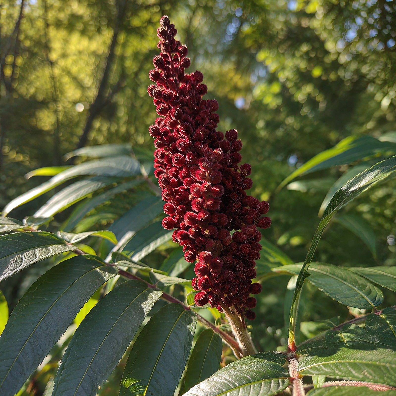200 Winged Sumac Seeds (Rhus copallinum) Flameleaf/Shining Sumac – Zones 4-9 USA