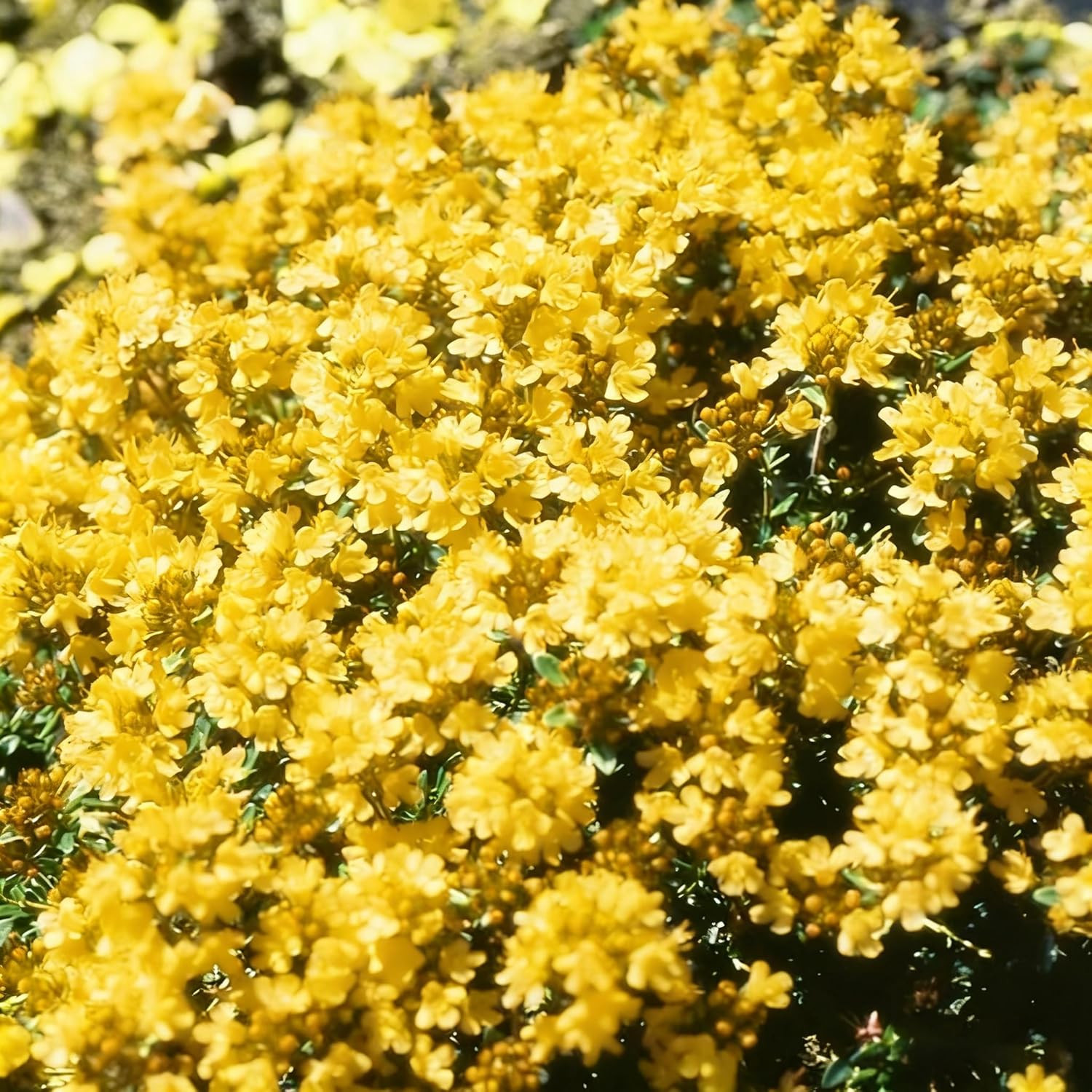 Mix Creeping Thyme Ground Cover Flower Seeds for Planting, 20000+Pcs Perennial C