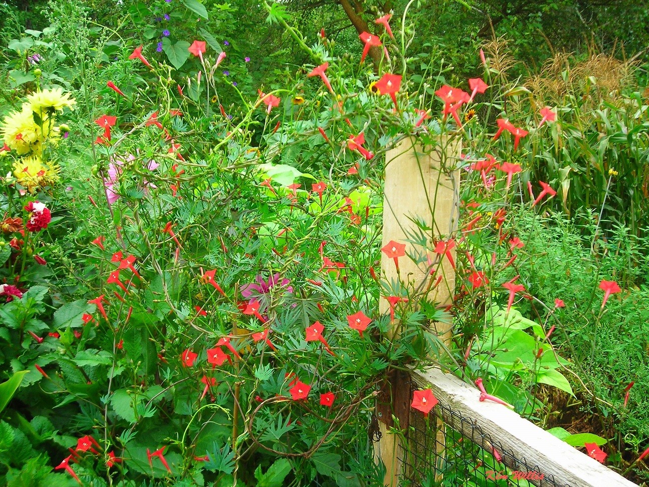 41+CYPRESS VINE Flower Seeds Climbing Flowering Vine Summer Garden Container