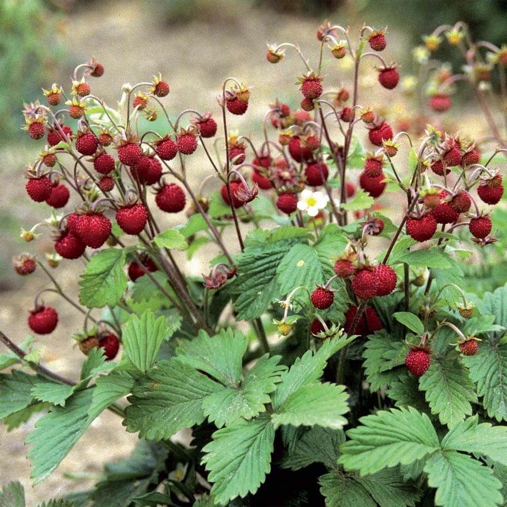 lot of 5 Wild Woodland Strawberry LIVE bare root Rhizomes~Edible fruit ~HARDY