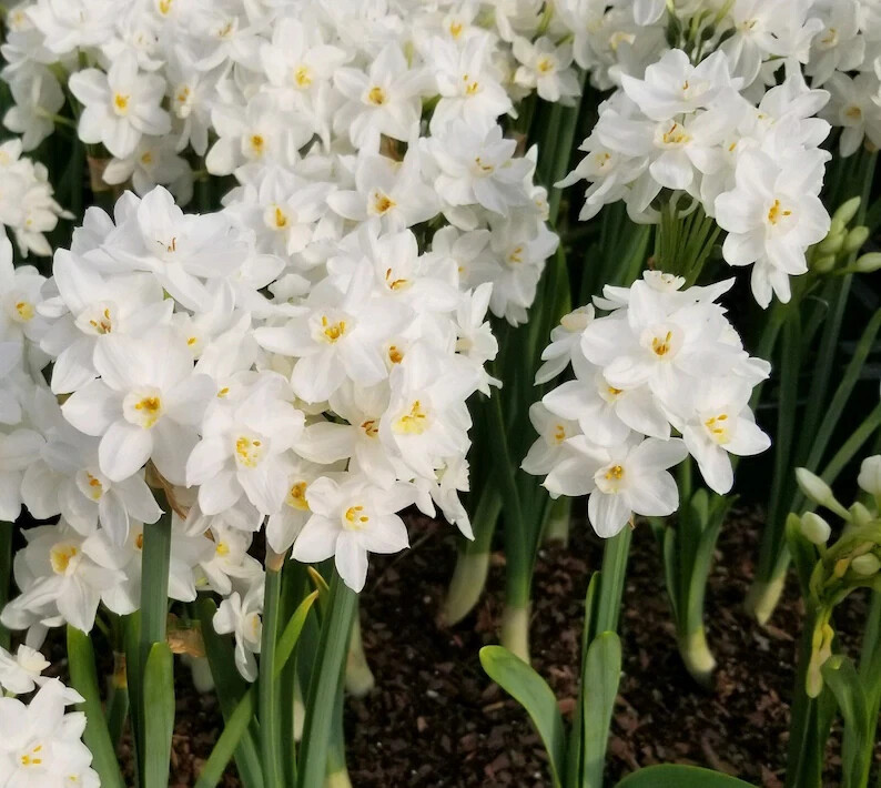 12 Paperwhite Narcissus Flower Bulbs, Fall planting for Spring – 12 PER ORDER