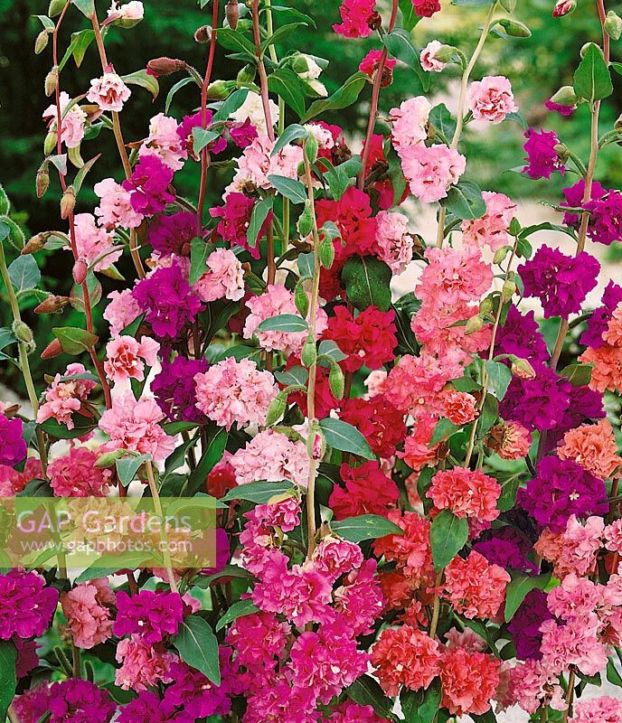 mountain garland, CLARKIA, 1500 seeds! GroCo – BUY ANY 10 – SHIPS FREE