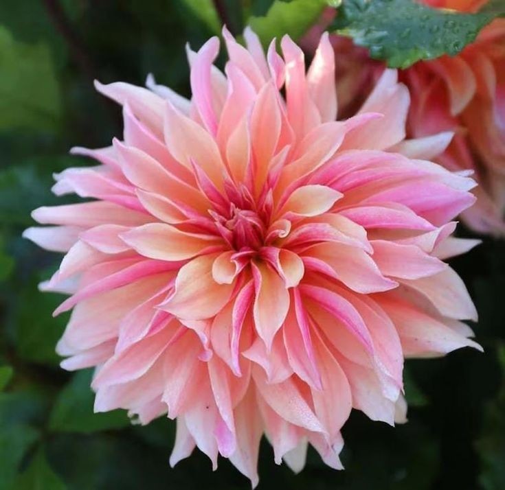 25 Dahlia Seeds Perennial Heirloom Pollinator Flower Seed Flowers “Fluffles”