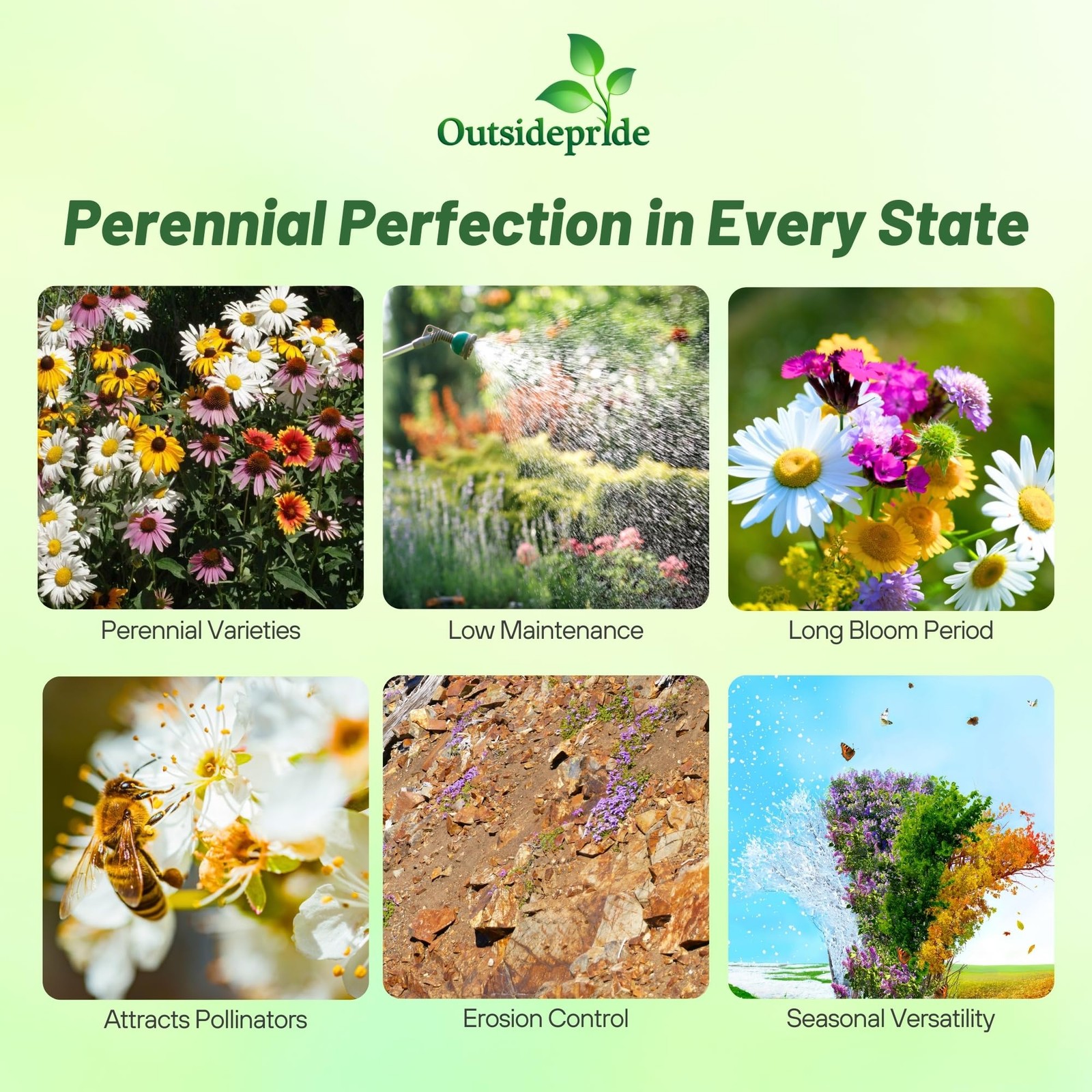 Perennial Wildflower Seed Mix – 1 lb, Easy to Grow, Attracts Pollinators