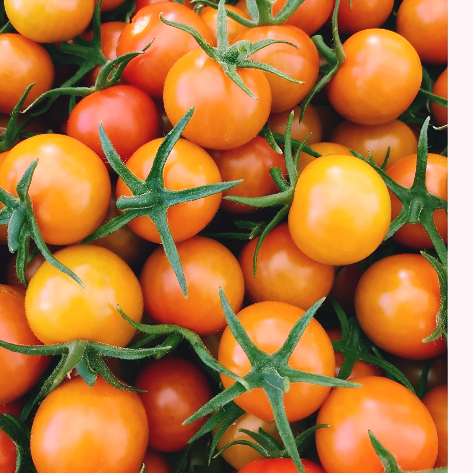 Isis Candy Cherry Tomato (Solanum lycopersicum) Indeterminate | 25 Seeds|