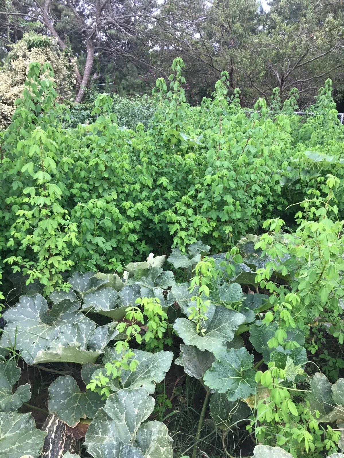 [FREE SHIPPING] 30+ Semillas de Chipilin | 30+ Fresh Organic Chipilin Seeds
