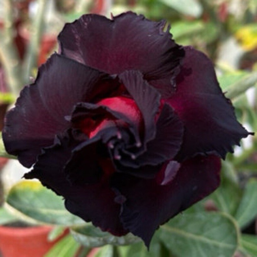 4 Red Black Desert Rose Seeds Adenium Obesum Flower Perennial Seed US SELLER