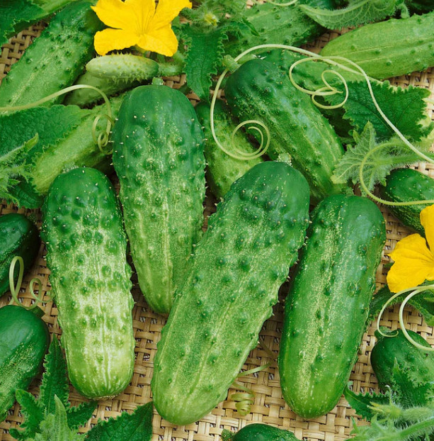 Cucumber Seeds BURPLESS BUSH SLICER F1, Containers, Vine Fast Non-GMO 60 Seeds