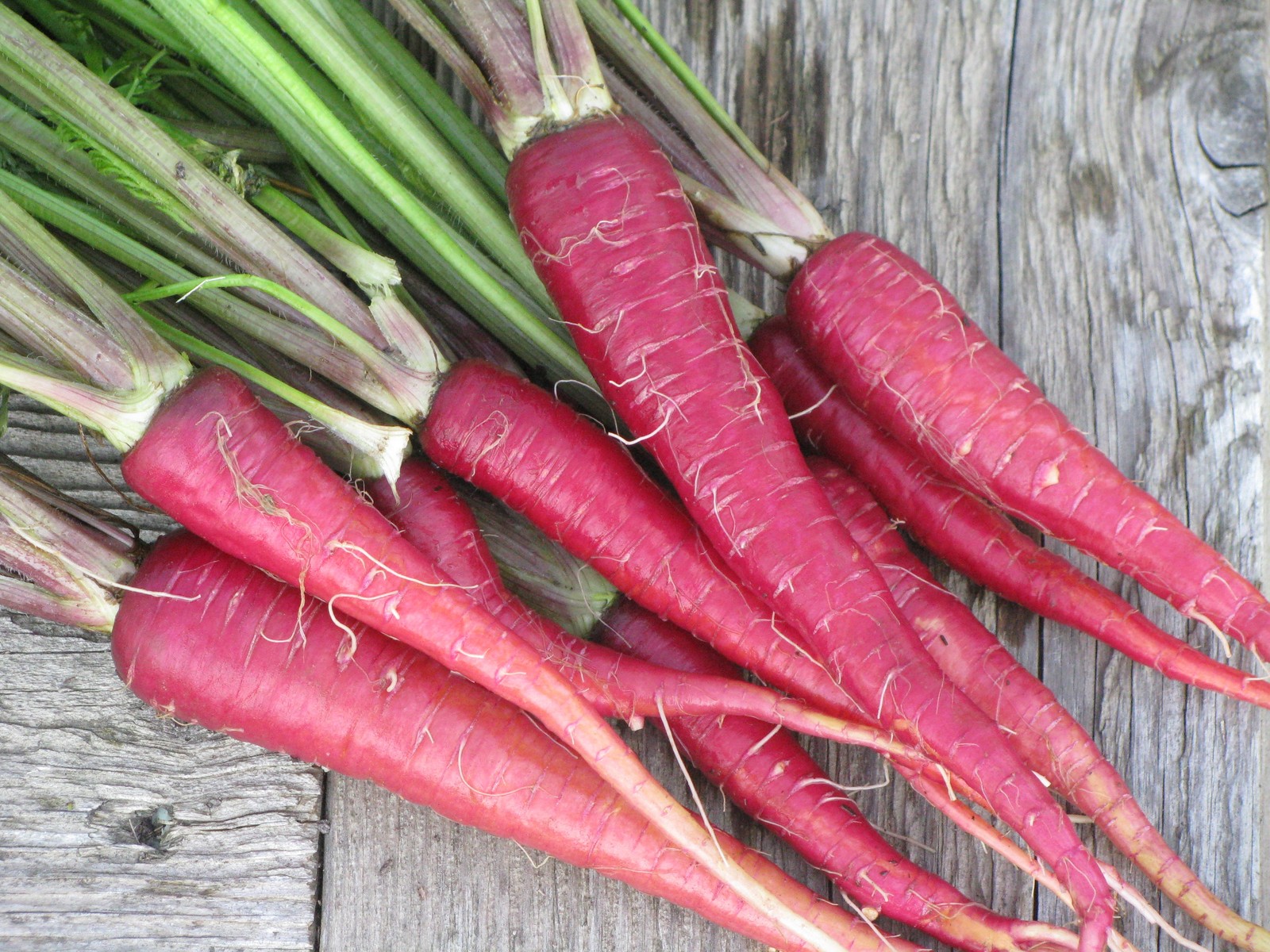Purple Dragon Carrot Seeds 150+ Vegetable Garden NON-GMO USA FREE SHIPPING