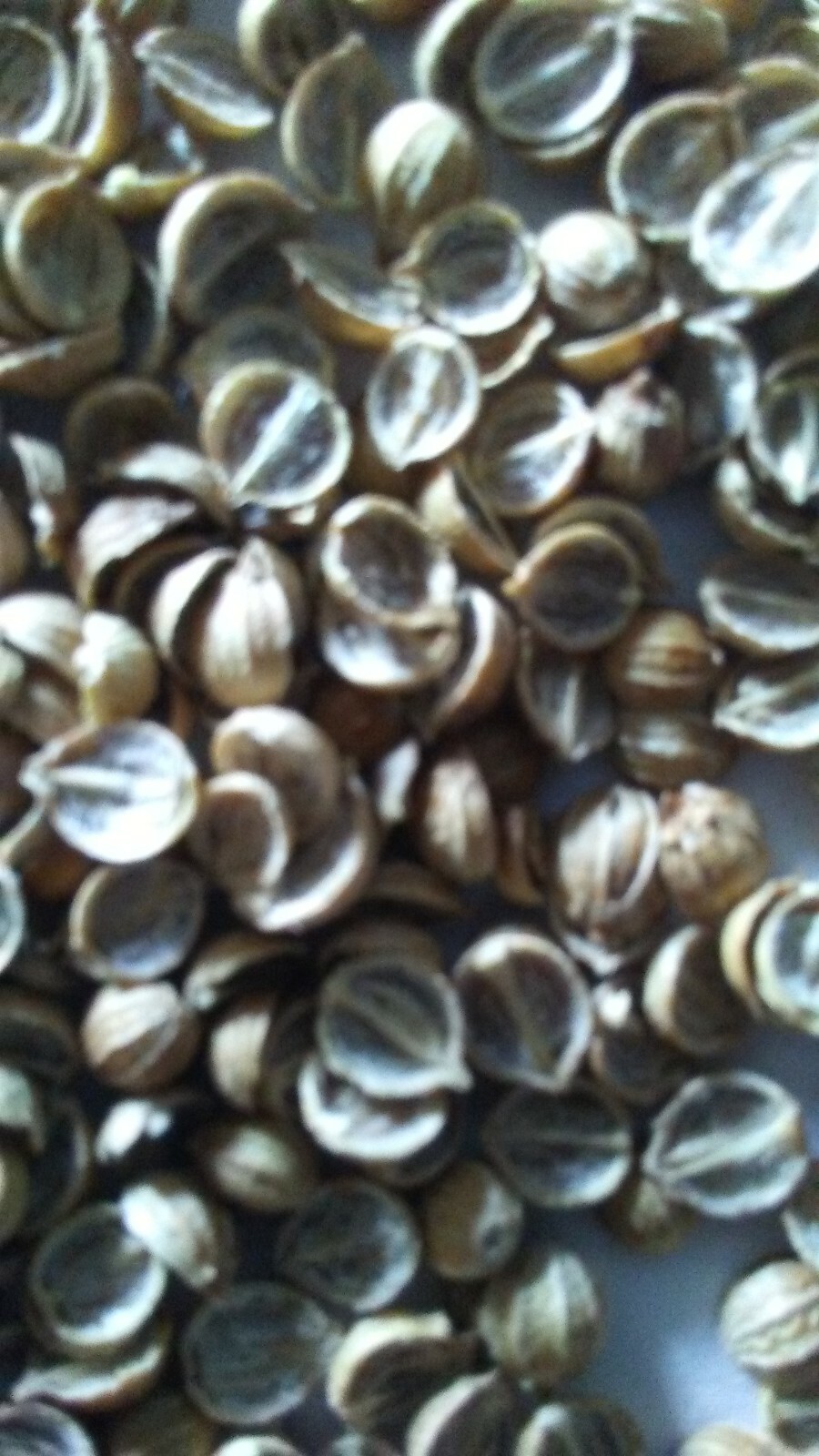 100+ Cilantro Seeds |Leisure Splits| NON-GMO, Fresh Garden Seeds, Ngò Rí , 2025