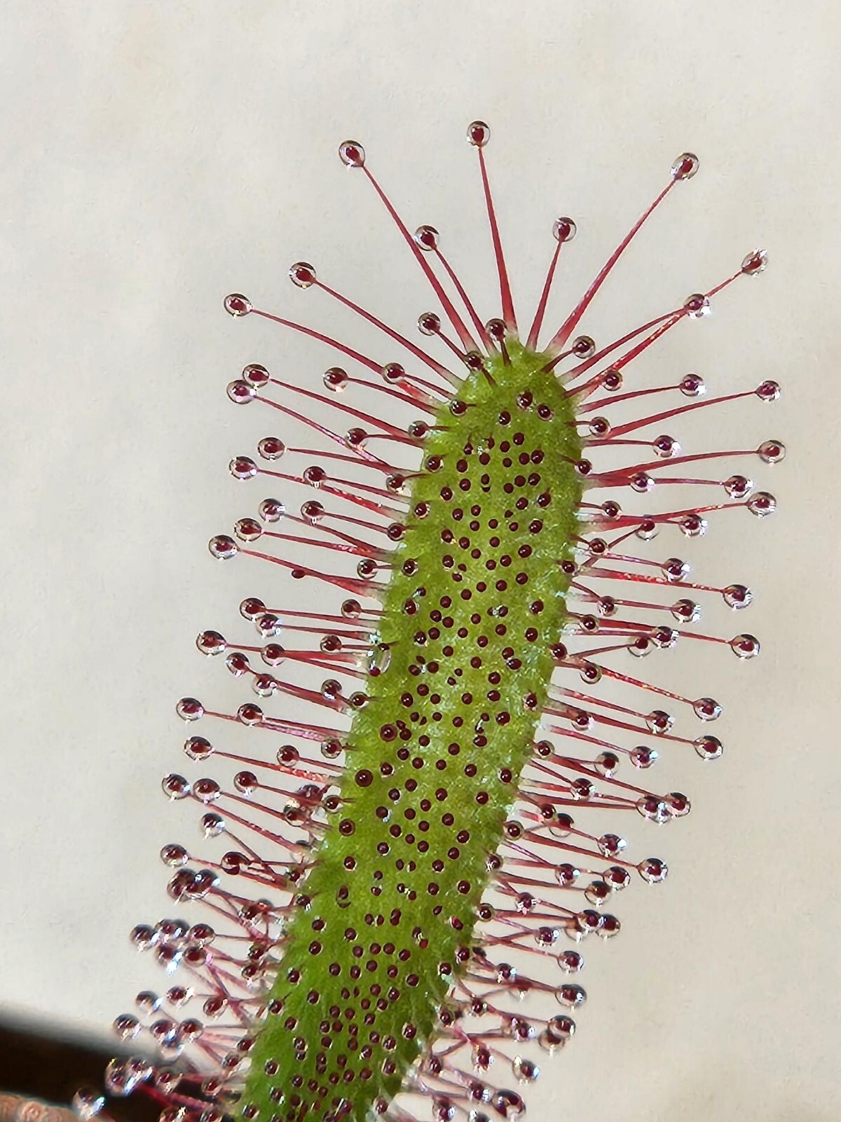 SUNDEW 4 PACK- (Capensis, Binita, Intermedia and, Spatula)