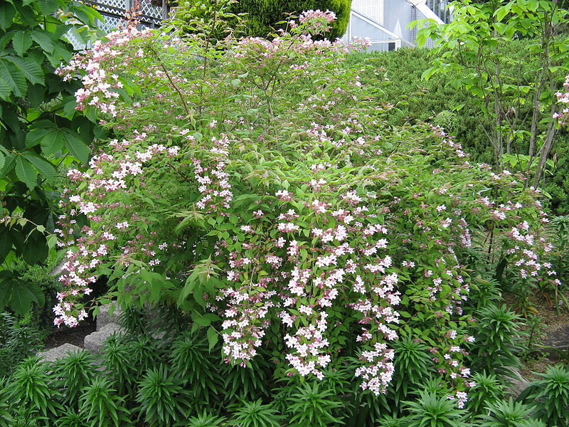 Beauty Bush, Kolkwitzia amabilis, Shrub Seeds (Showy, Hardy)