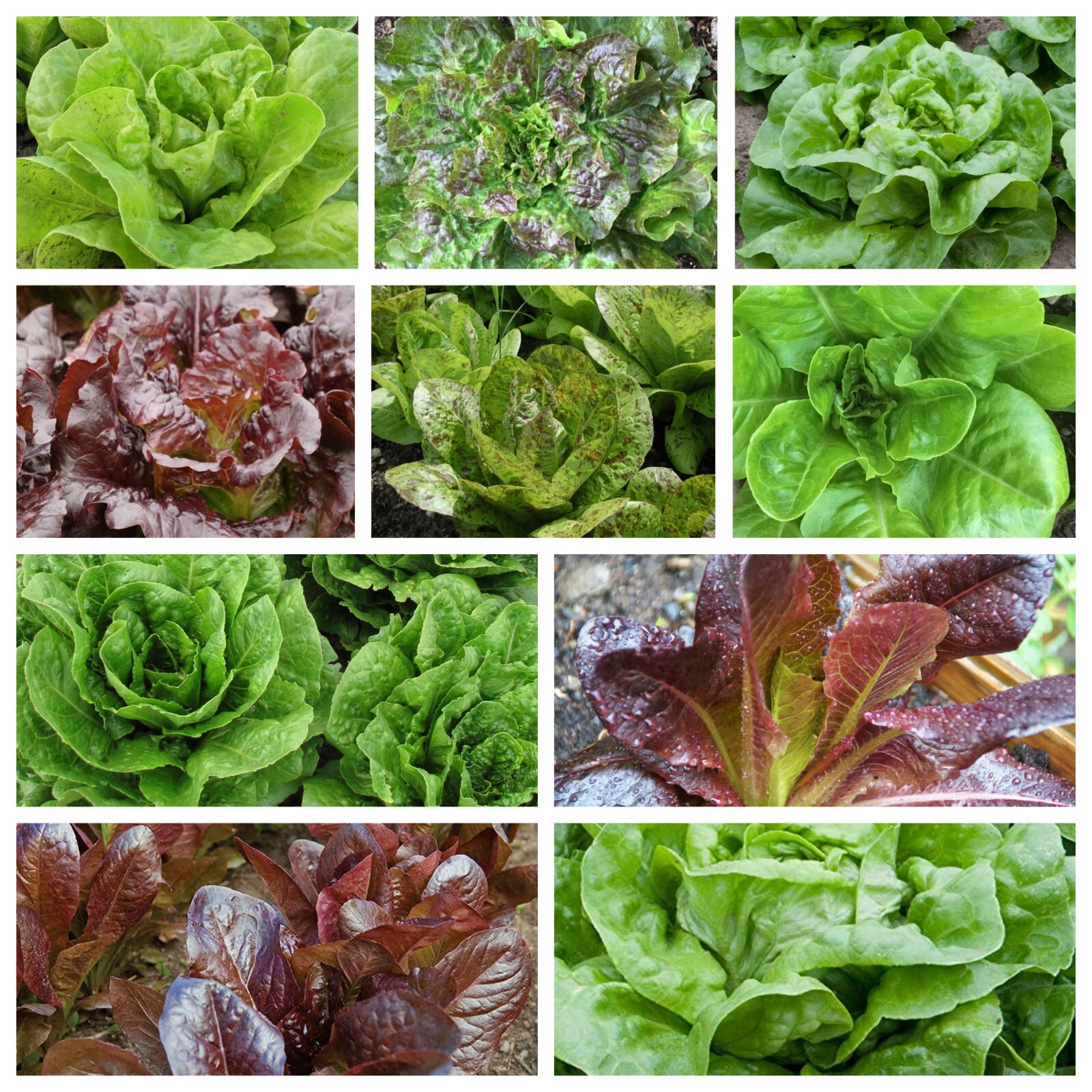 Romaine and Butterhead Lettuce Collection, NON-GMO, 10 Varieties, FREE SHIP