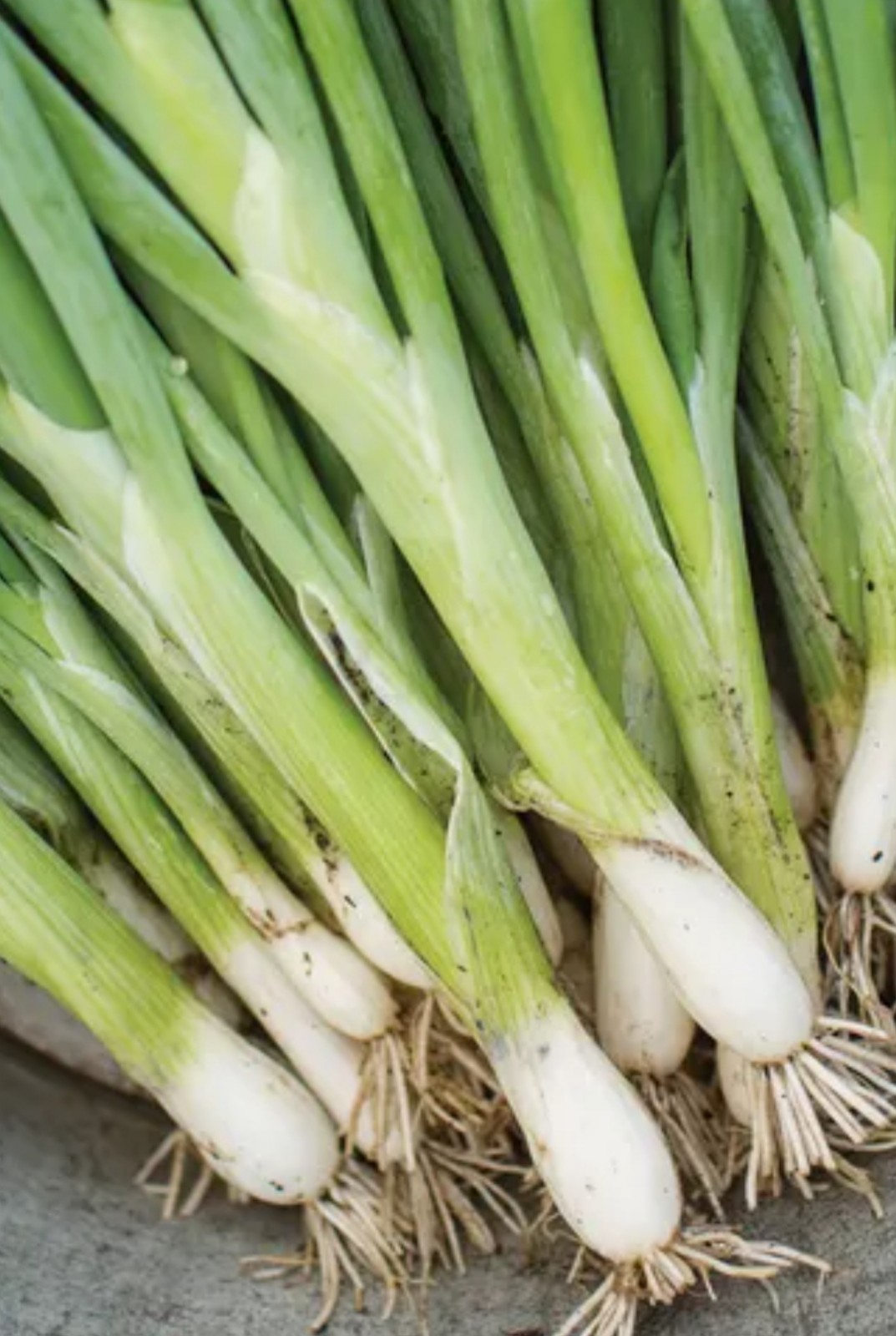 Hardy Bunching Onion Seeds Organic Non Gmo 400 Ct