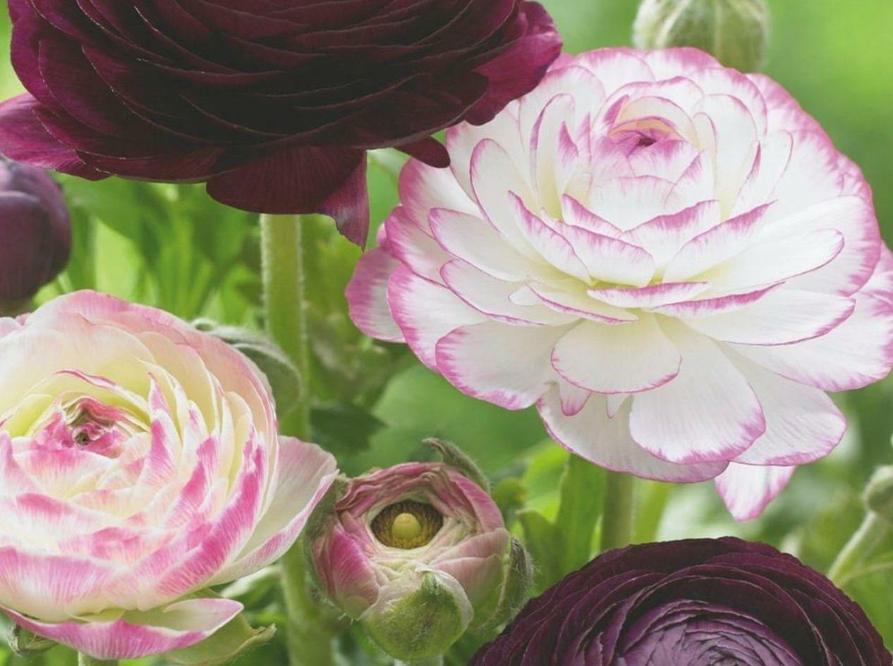 Ranunculus Flower Bulbs 16 Pink Picotee Corms Peony Rose Garden Wedding Bouquet