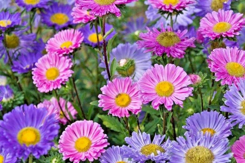 301+GIANT CALIFORNIA CHINA ASTER Mix Seeds Cut Flowers Summer Garden Container