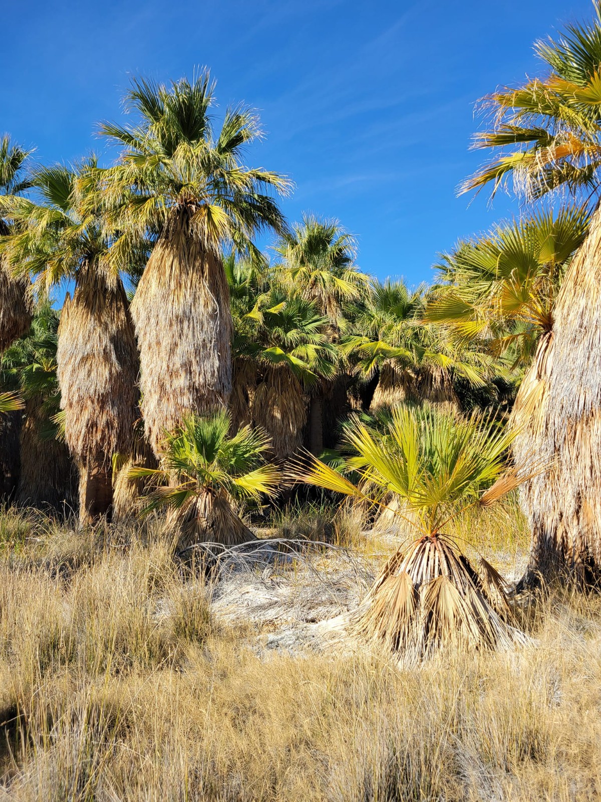 Washingtonia filifera Seeds! Cold-Hardy! California Fan Palm