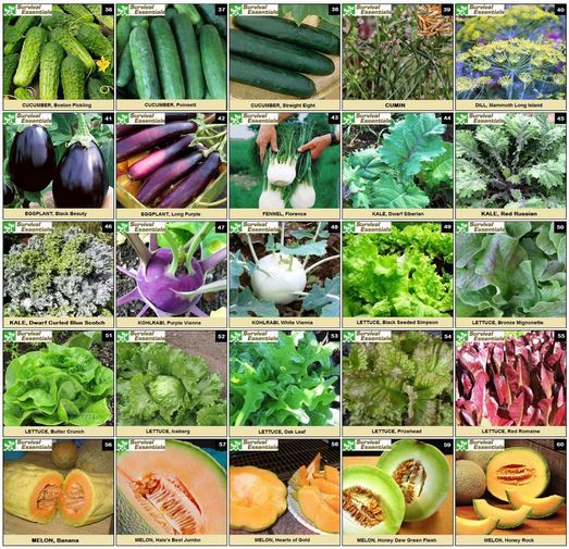 Heirloom Non Hybrid GMO Seed Organic Fruit Vegetable Disaster Emergency Garden