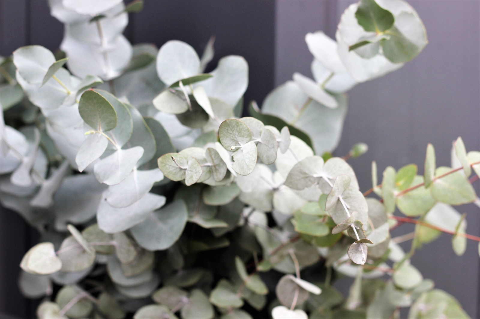 20 SILVER DROP EUCALYPTUS Gunnii Cider Gum Silver Blue Foliage Florist Tree Seed