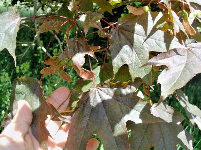 15 SCHWEDLERS NORWAY MAPLE SEEDS – Acer platanoides ‘Schwedleri’ ‘